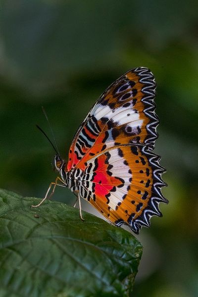 Indonesia-Bali Malay lacewing butterfly on leaf